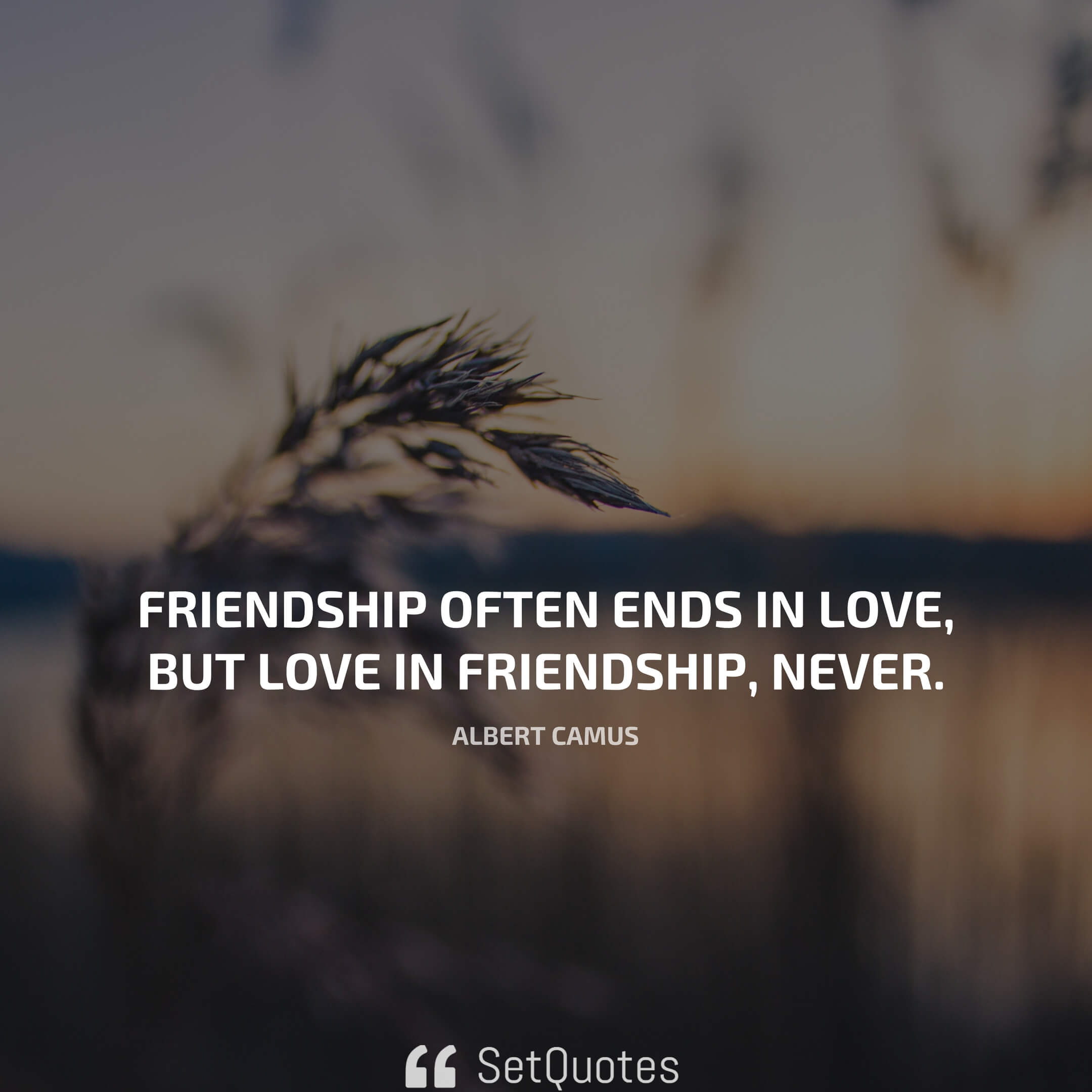Friendship Often Ends In Love, But Love In Friendship - Fiber Crop - HD Wallpaper 