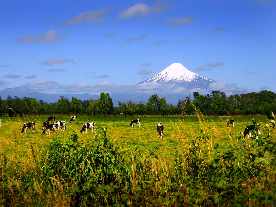 Chile, X Región, Camino A Pto - Campo Chileno - HD Wallpaper 