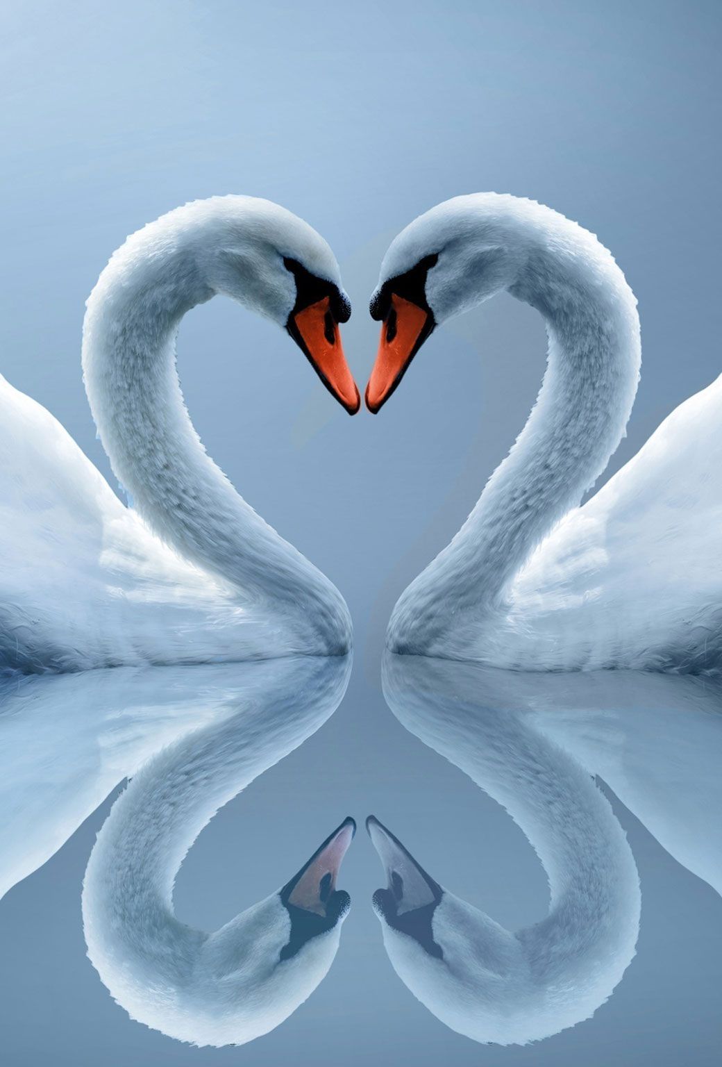 Swans Couple - 1040x1536 Wallpaper 