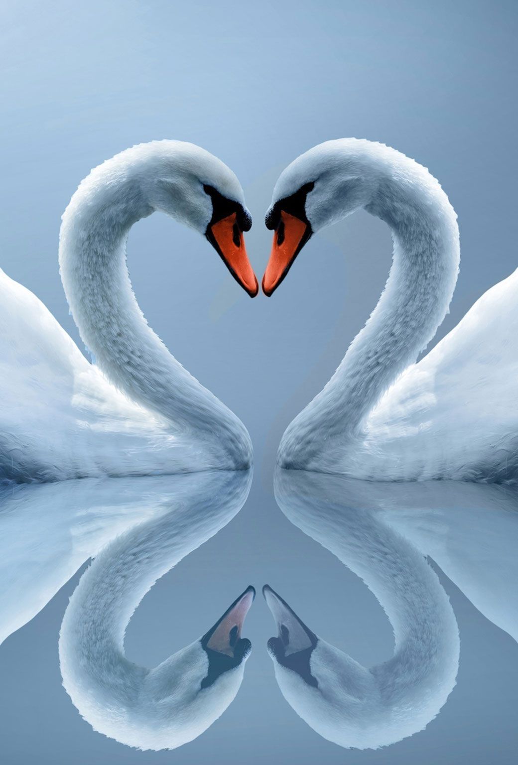 Swans Couple - HD Wallpaper 