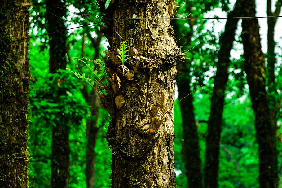 India, Darjeeling, Forest, Greenary, Nature, Bokeh, - Old-growth Forest - HD Wallpaper 