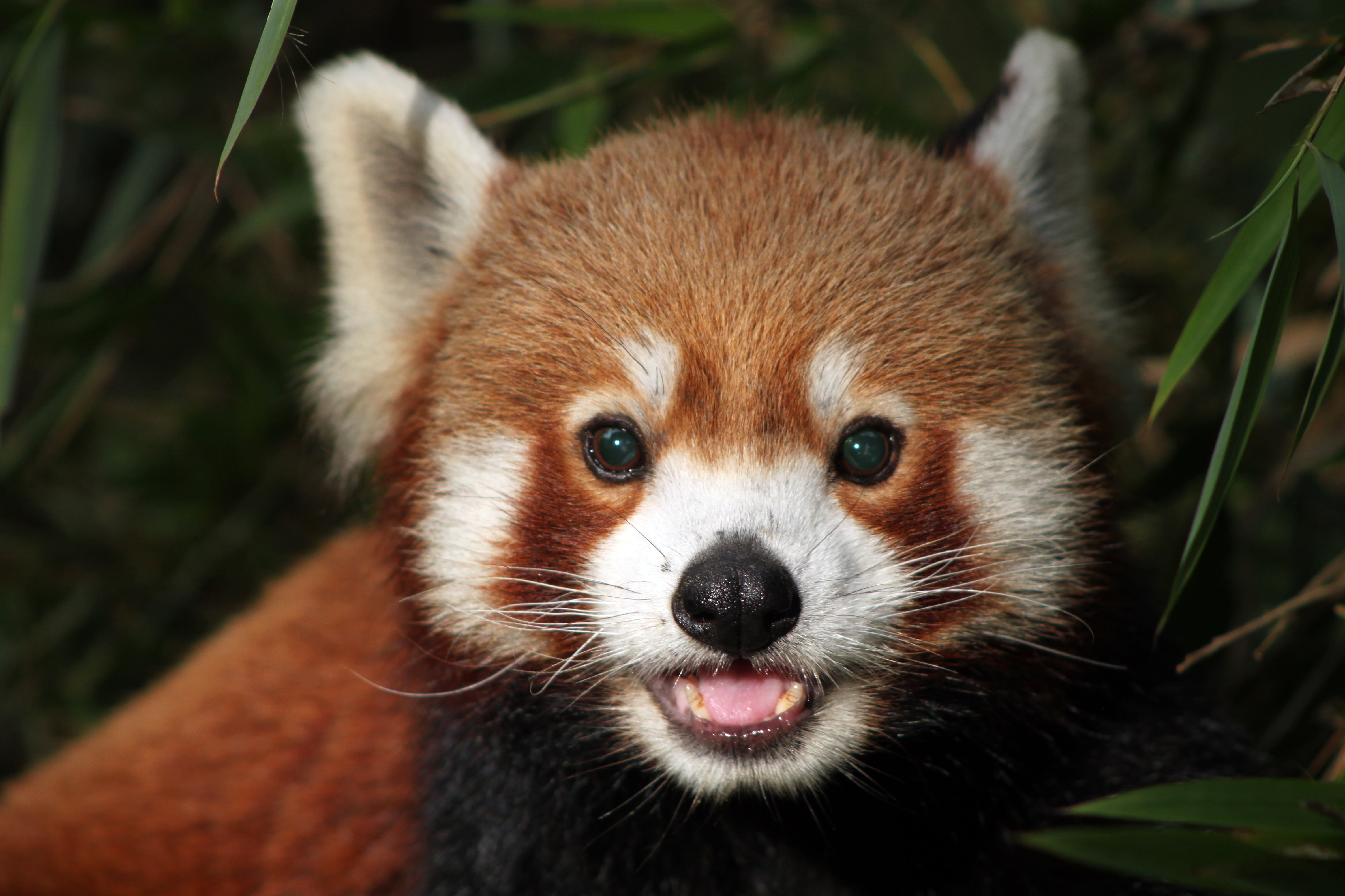 Close Up Red Panda - HD Wallpaper 