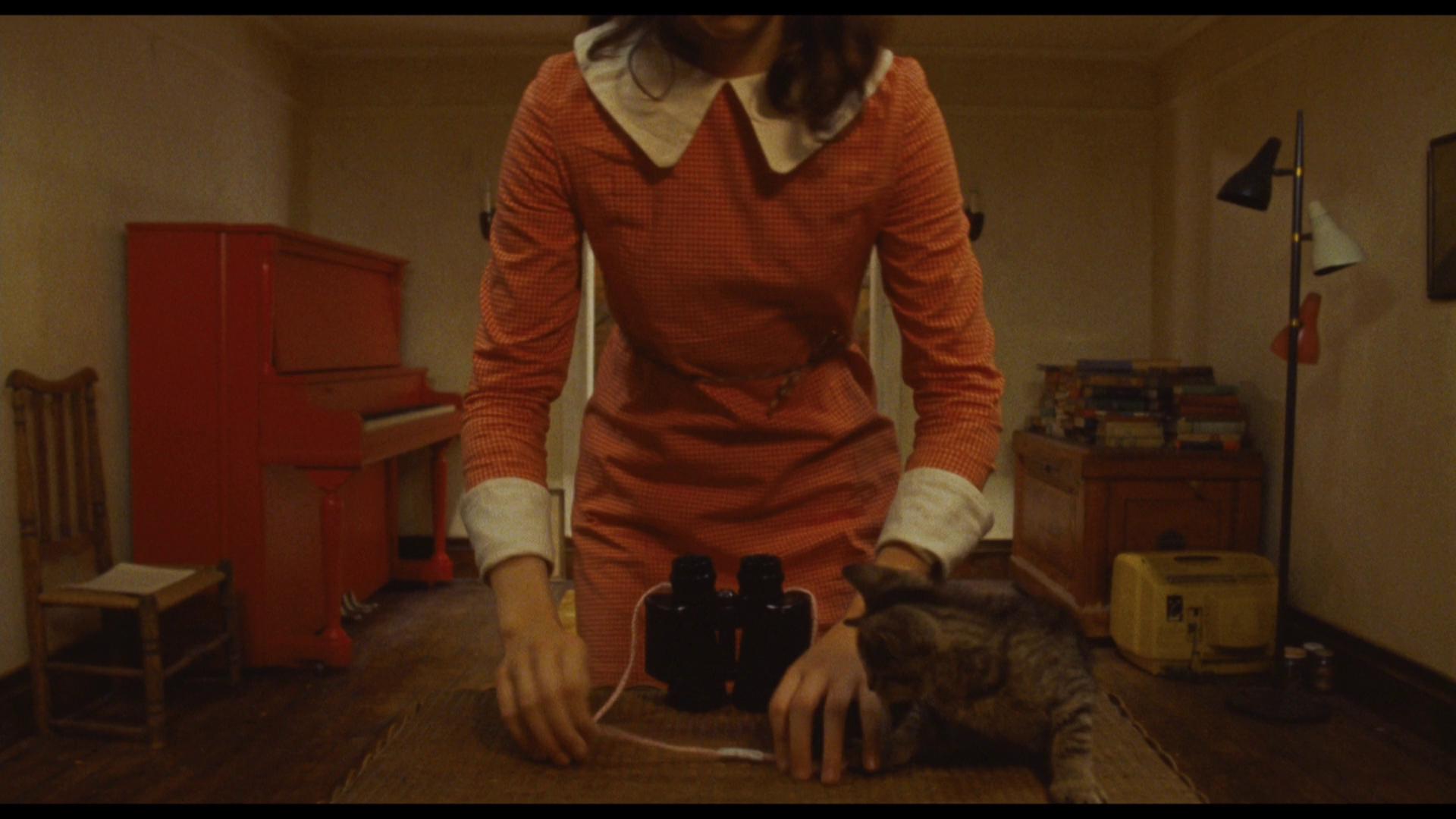 Italian Greyhound - HD Wallpaper 