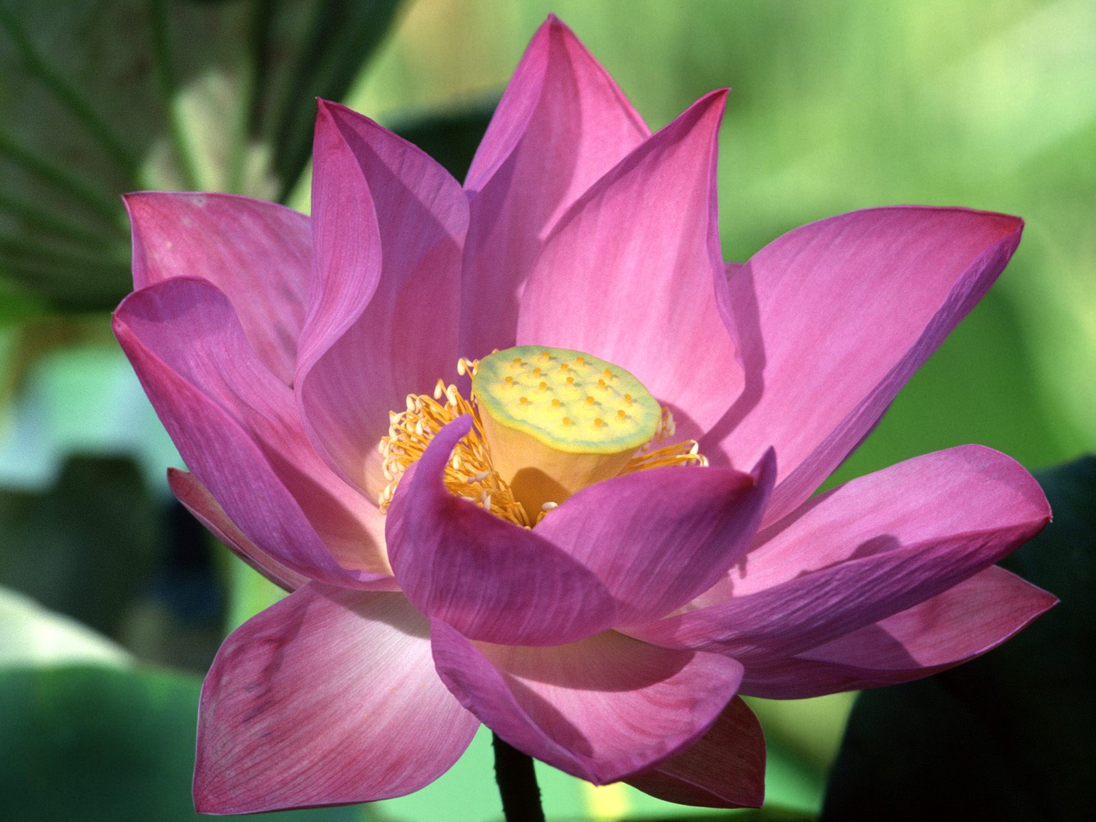 Lotus - Lotus Flower - HD Wallpaper 