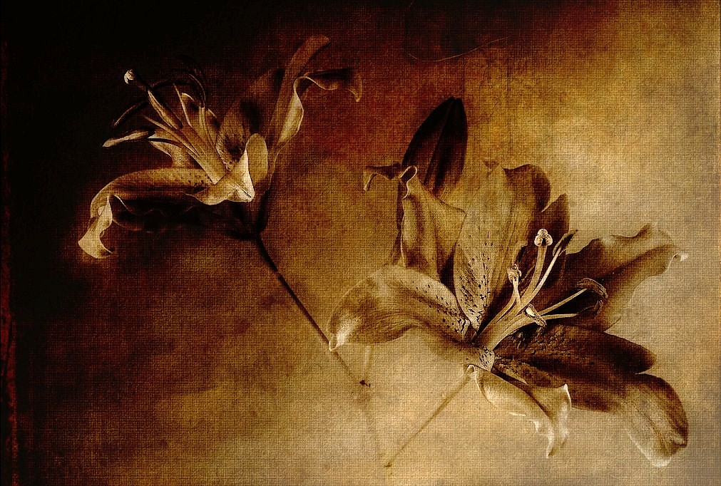 Lily Family - HD Wallpaper 