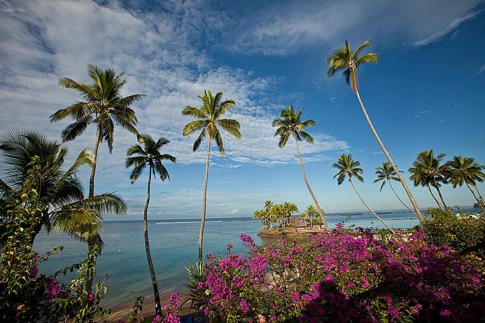 Palm Tree Beach Flowers - HD Wallpaper 