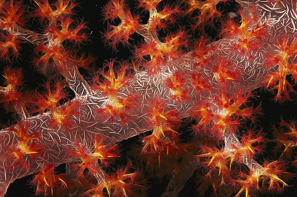 Maple Leaf - HD Wallpaper 