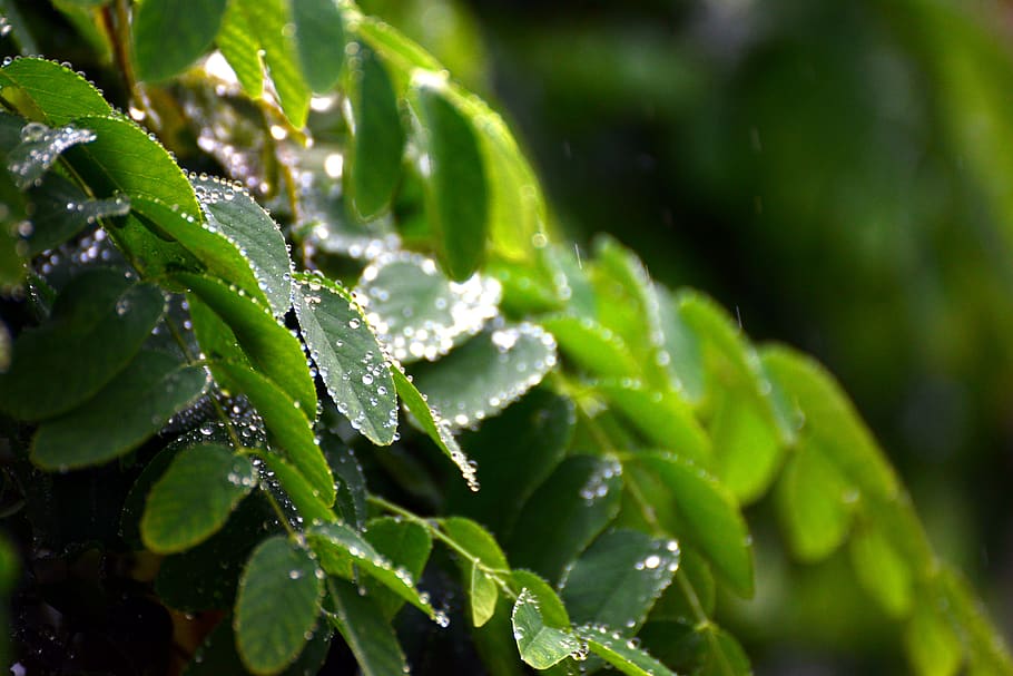 Leaves, Rain, Raindrop, Rainy Weather, Drip, Wet, Plant, - Leaves Rain - HD Wallpaper 
