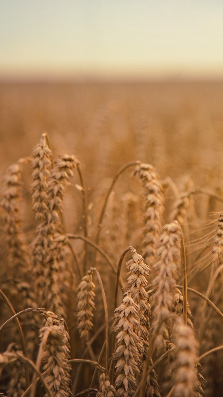 Wallpaper Ears Of Corn, Field, Ripe - Grain Field - HD Wallpaper 