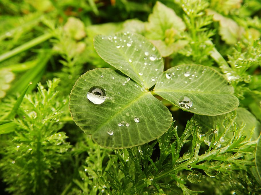 Cloverleaf, Drop, Rain, Rainy Weather, Raindrop, Water-drop, - Rain Rainy Weather - HD Wallpaper 