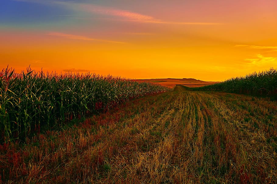 View Of Green And Brown Grass Field Under Sunset, Corn, - Intro Agricultural - HD Wallpaper 