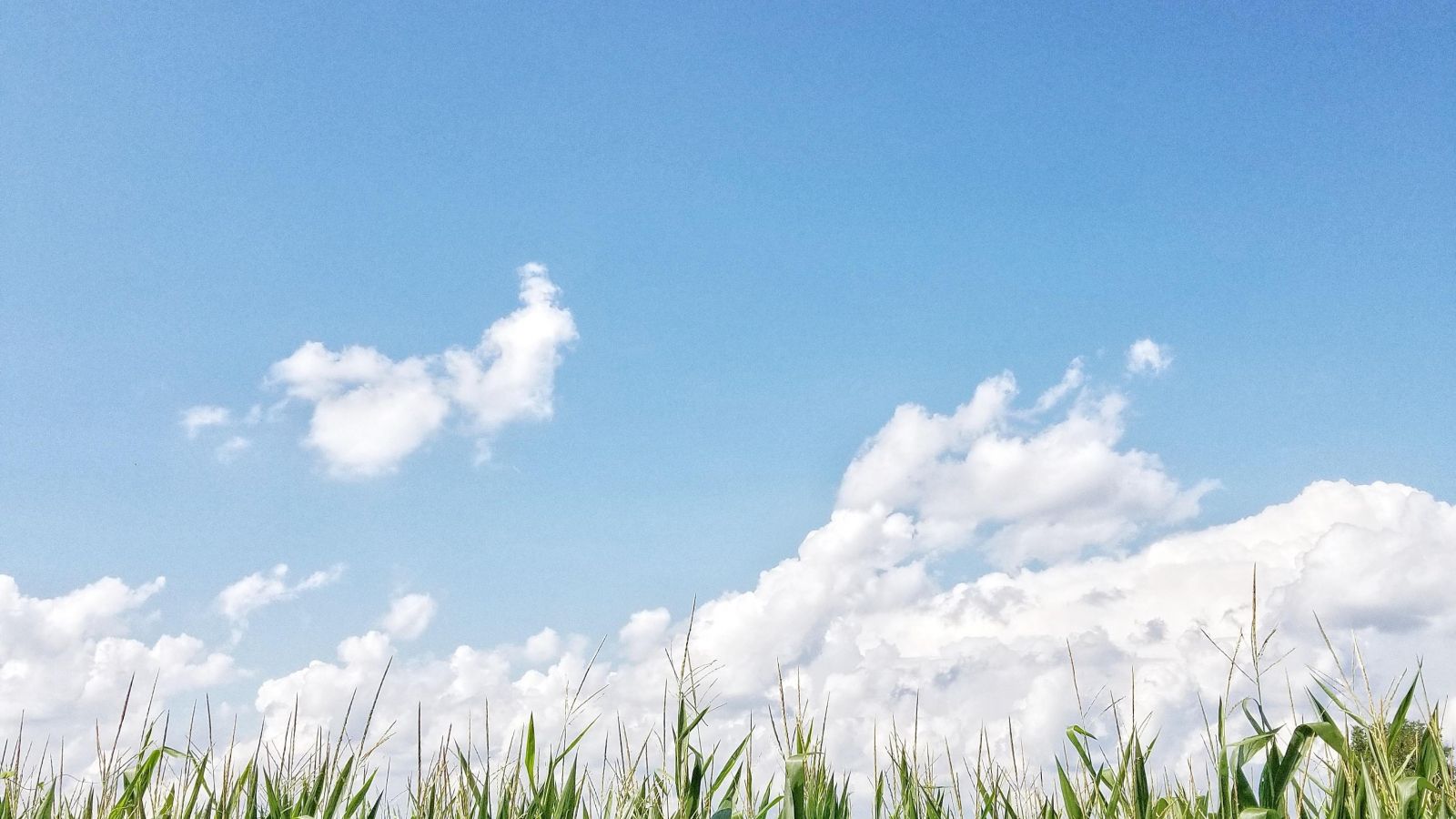 Corn Field Oc - Sweet Grass - HD Wallpaper 