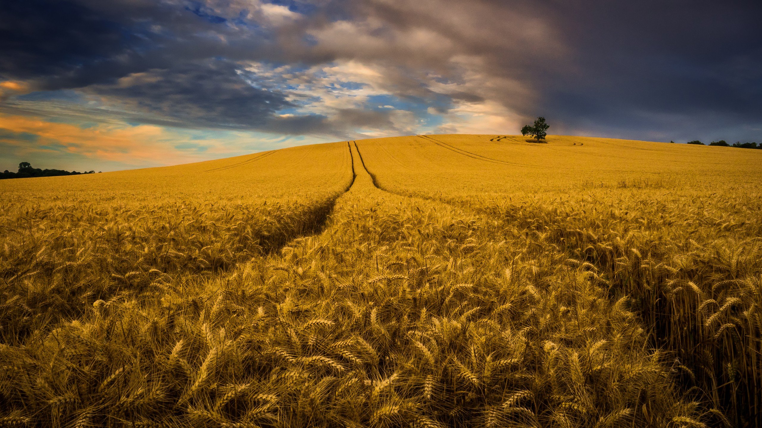 Best Cornfield Background Id - Wheatfield Photograph - HD Wallpaper 