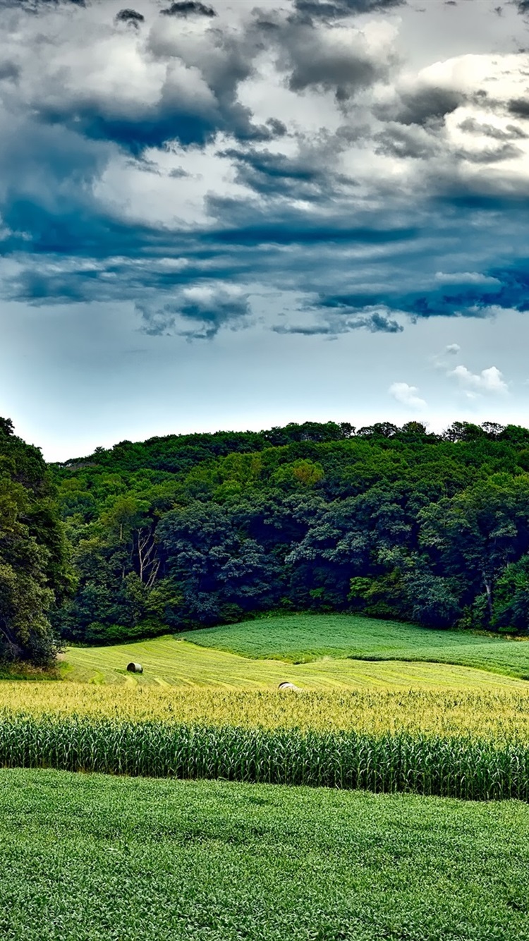 Iphone Wallpaper Wisconsin, Usa, Cornfield, Trees, - Best Wisconsin Backgrounds - HD Wallpaper 