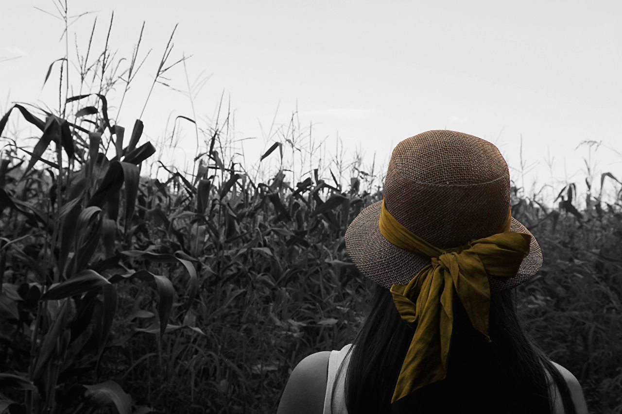 Field - HD Wallpaper 