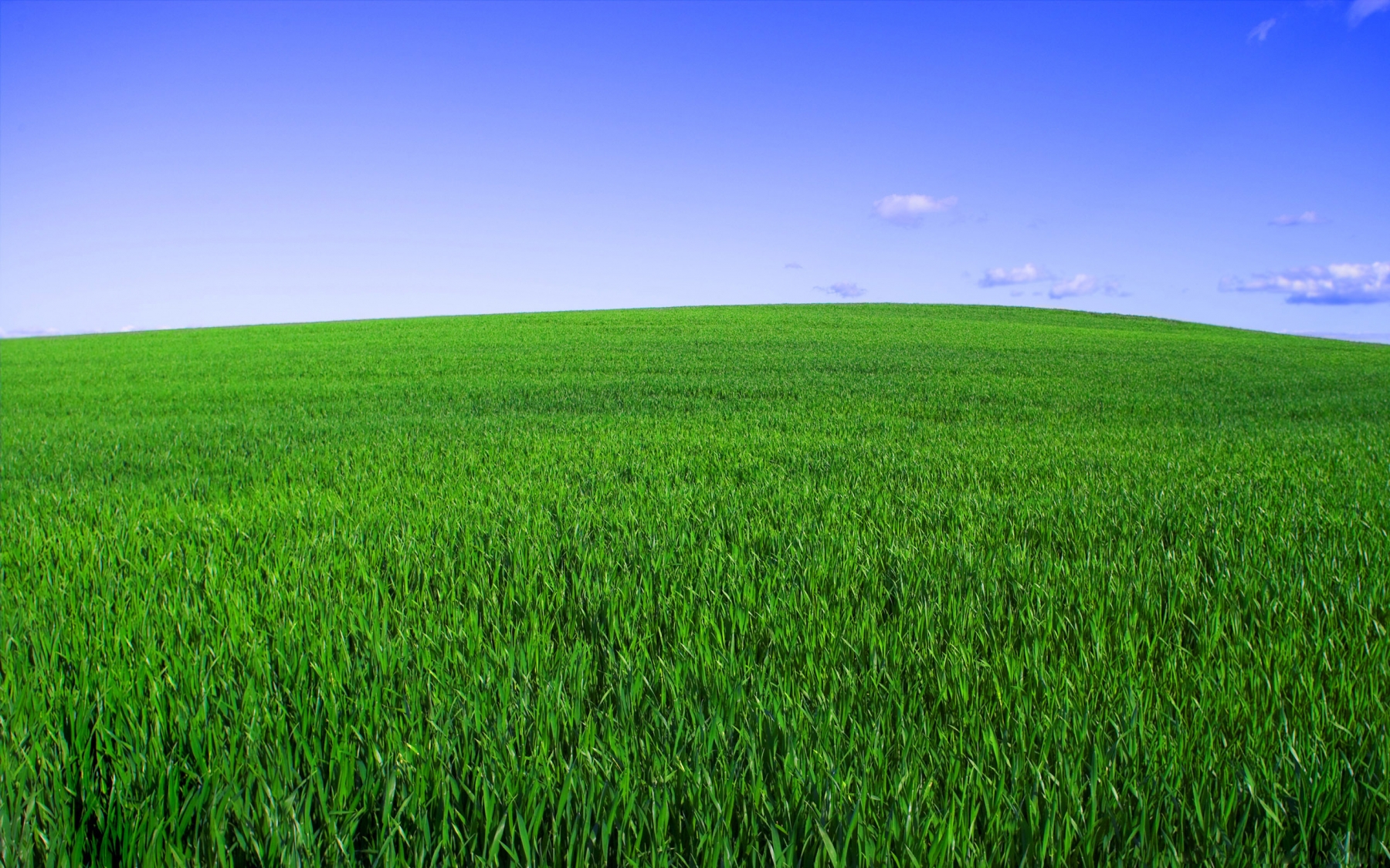 Corn Fields In Denmark - Fields Of Green Grass - HD Wallpaper 