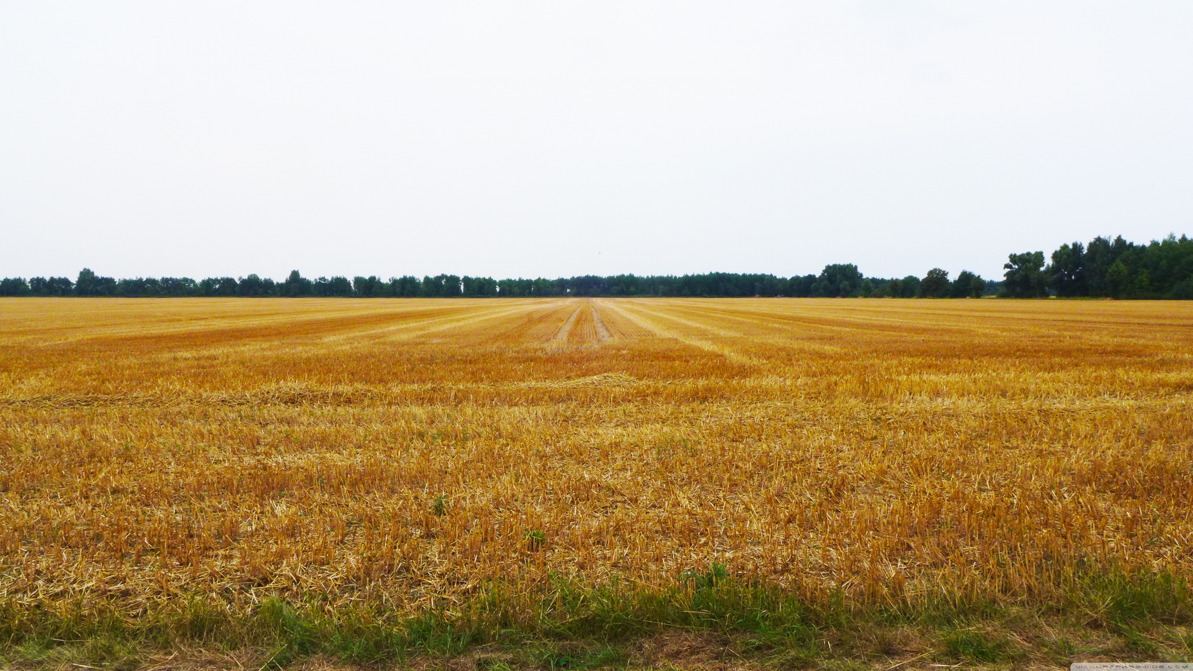 1440p - HD Wallpaper 