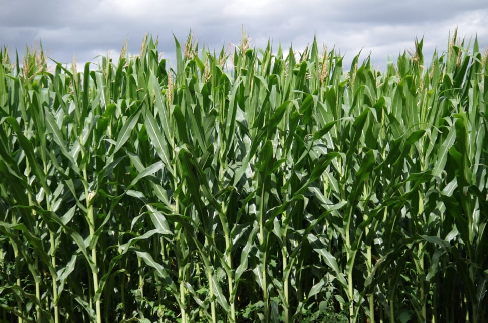 Green Corn Field Preview - Corn On The Cob Field - HD Wallpaper 