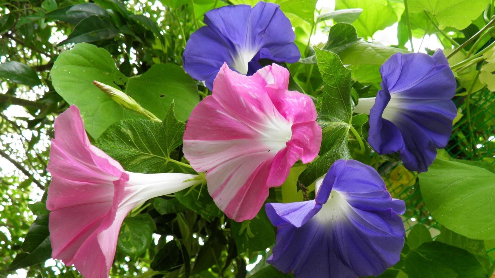 Wallpaper Morning Glory, Creepers, Flowers, Bright, - Morning Glory Flowers Hd - HD Wallpaper 