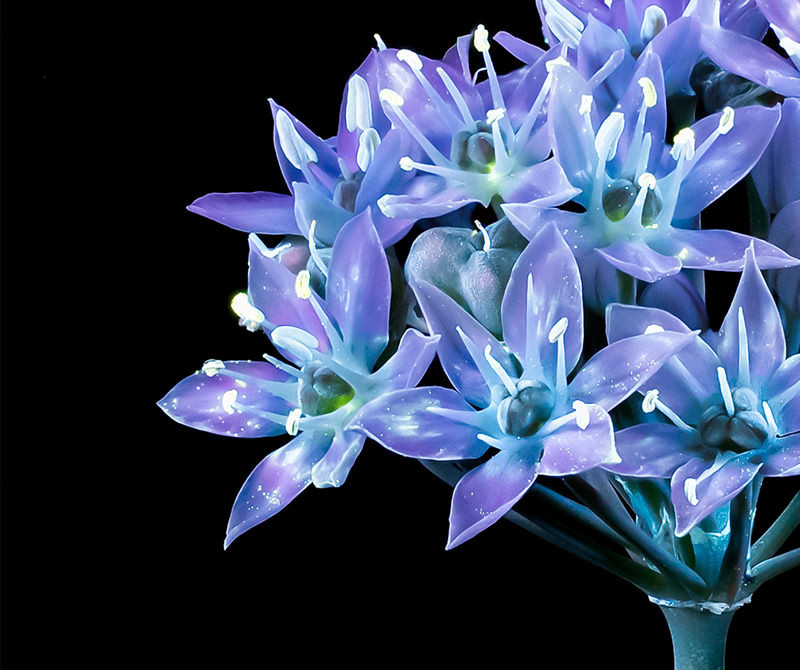 Uv Light Ultraviolet Flowers - HD Wallpaper 