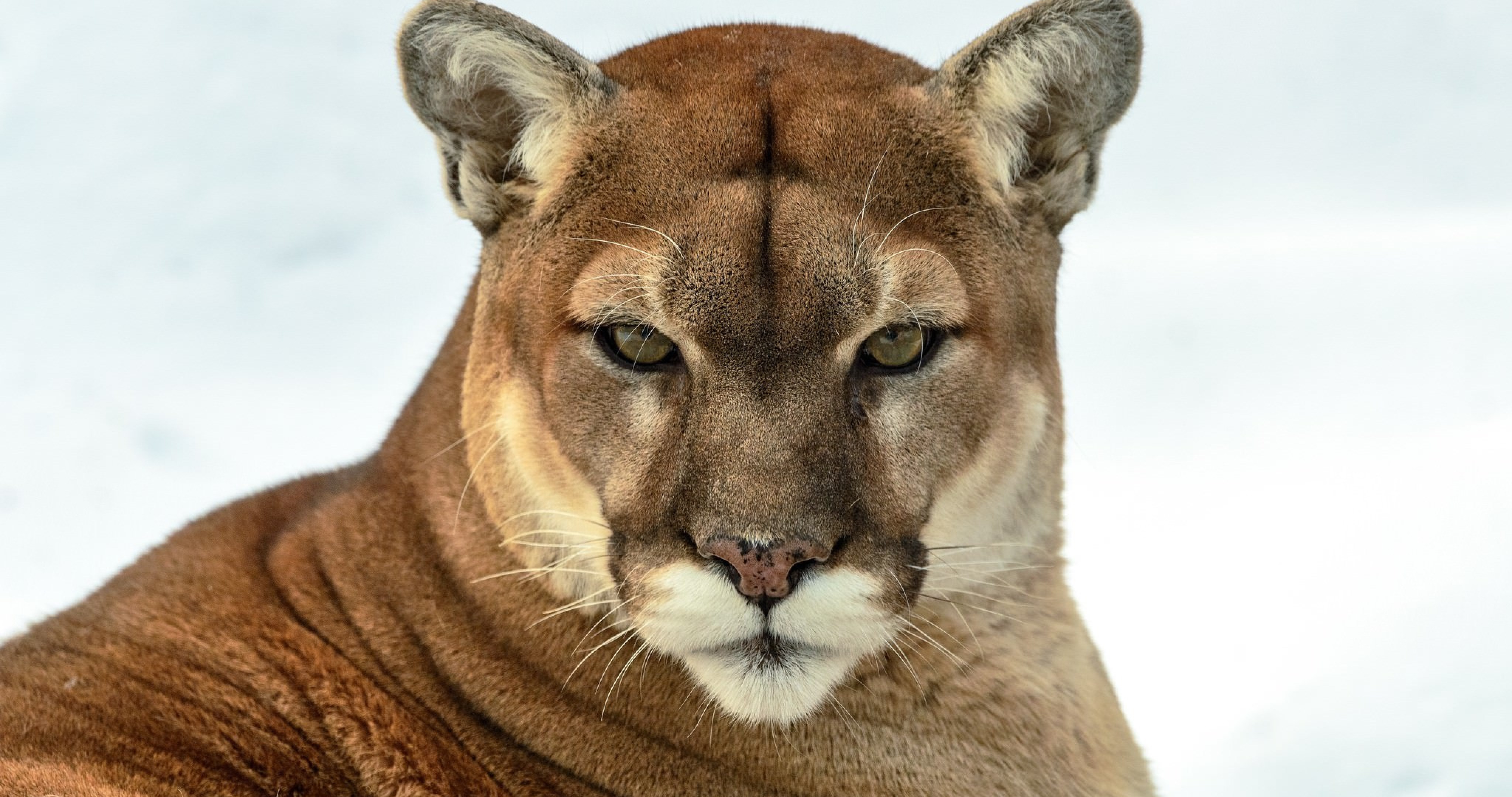 Mountain Lion - HD Wallpaper 