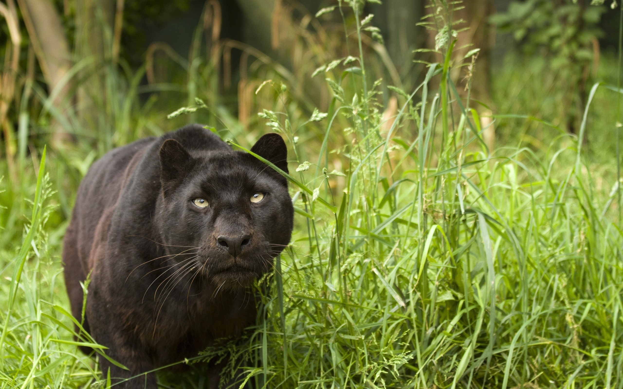 Black Puma Wallpaper 4k - 2560x1600 Wallpaper Black Puma Wallpaper 4k - 2560x1600 Wallpaper