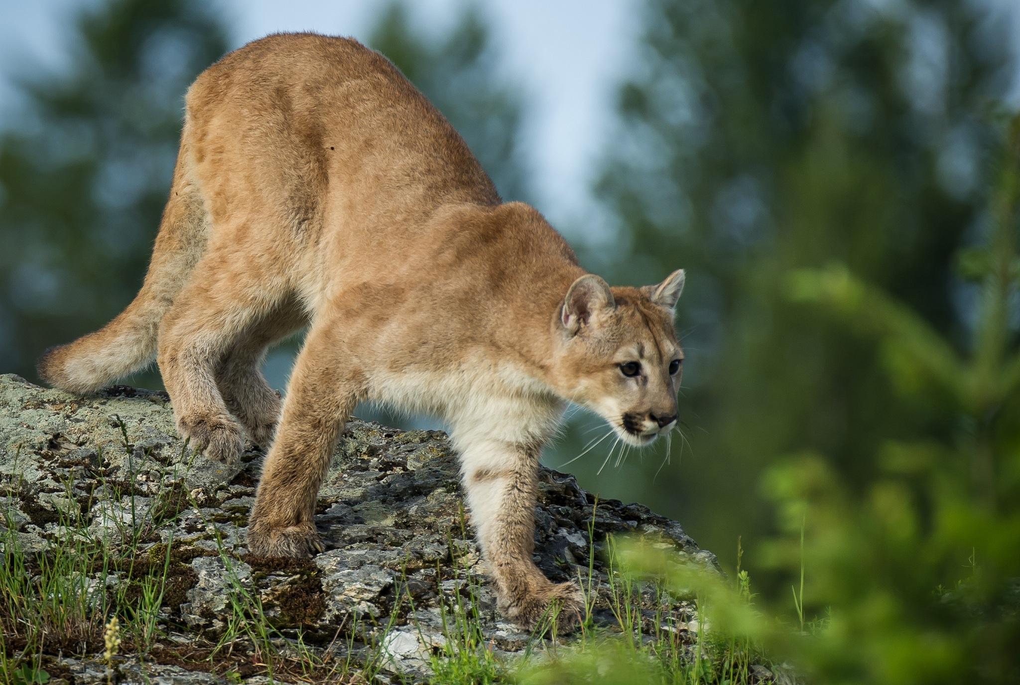 Hd Puma Cougar Mountain Lion Wild Cat Cool Wallpaper - Puma Wild Cat - HD Wallpaper 