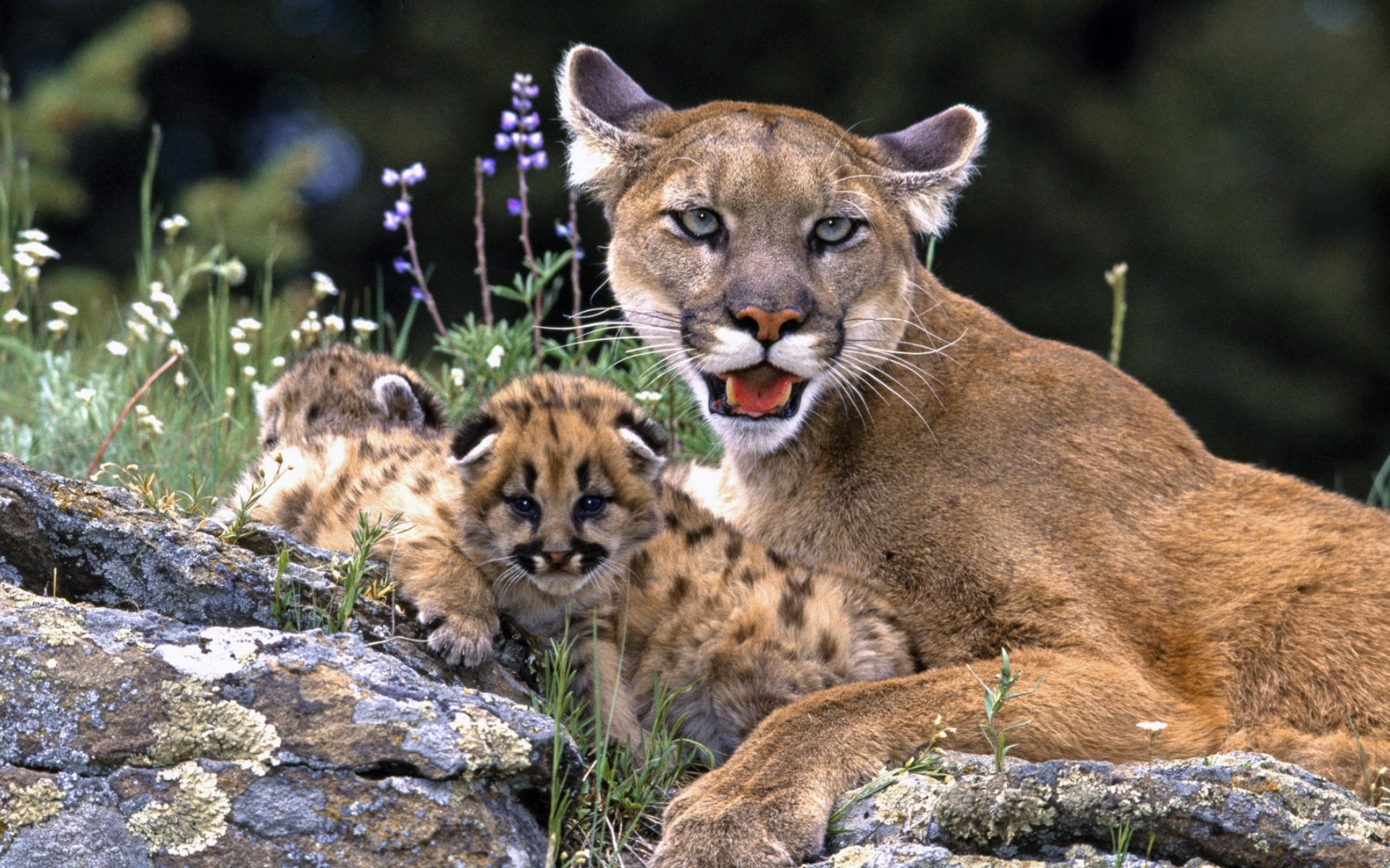 Colorado Mountain Lion Cub - HD Wallpaper 
