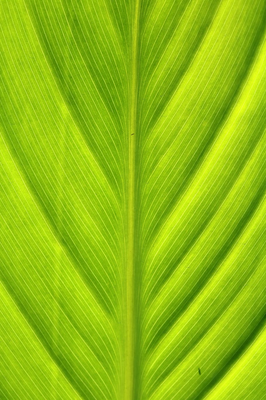 Green, Wood, Nature, Leaf, The Leaves, Chartreuse, - Close-up - HD Wallpaper 