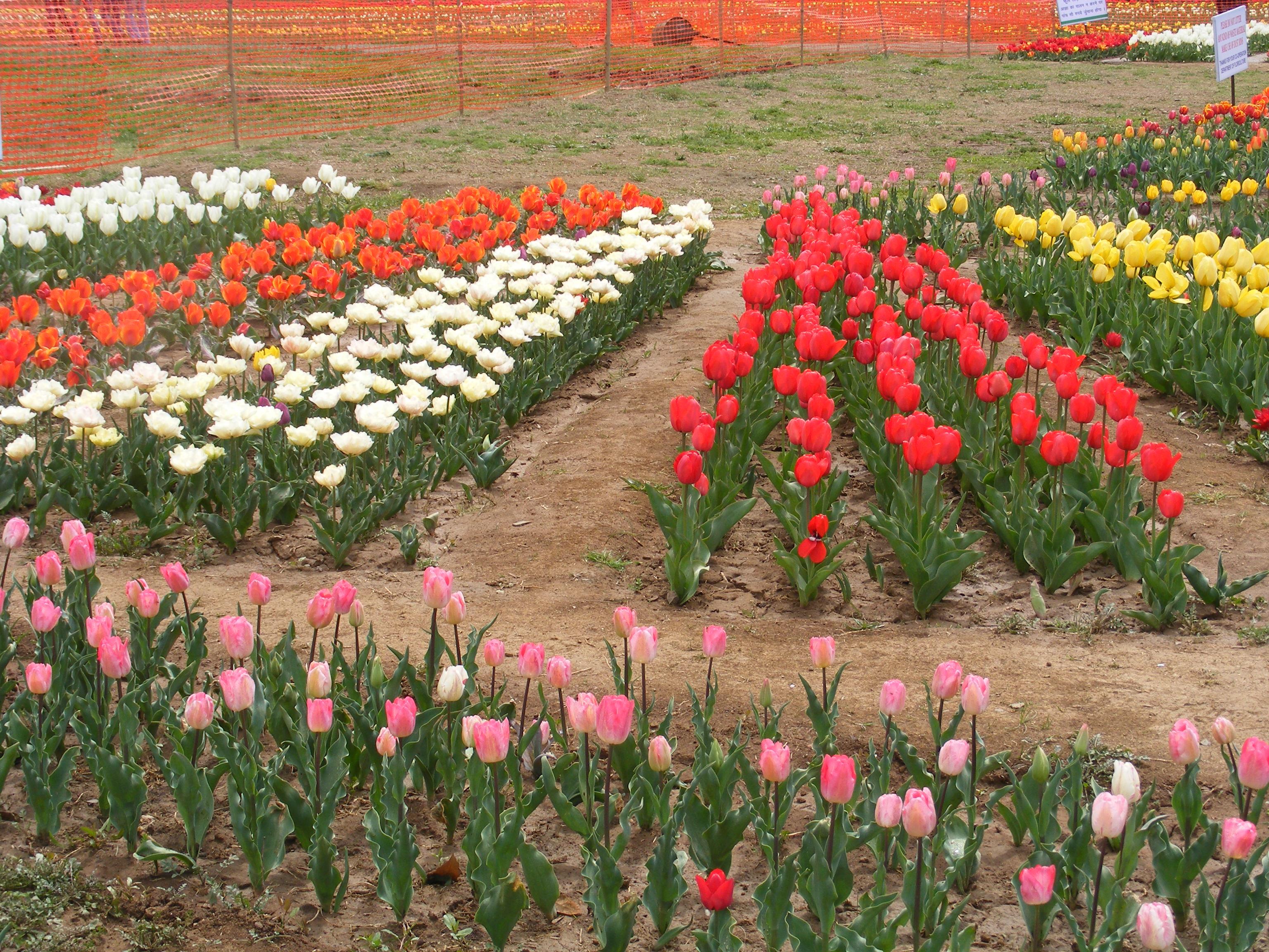Chandigarh Image - Tulip Garden In Bangalore - HD Wallpaper 