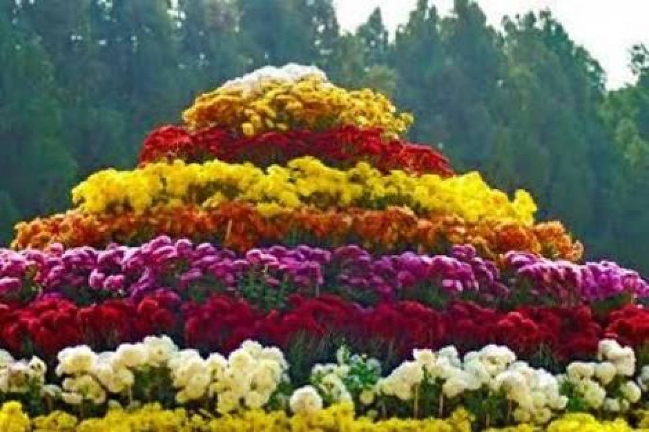 Chandigarh Rose Garden, Chandigarh - Biggest Rose Garden In India - HD Wallpaper 