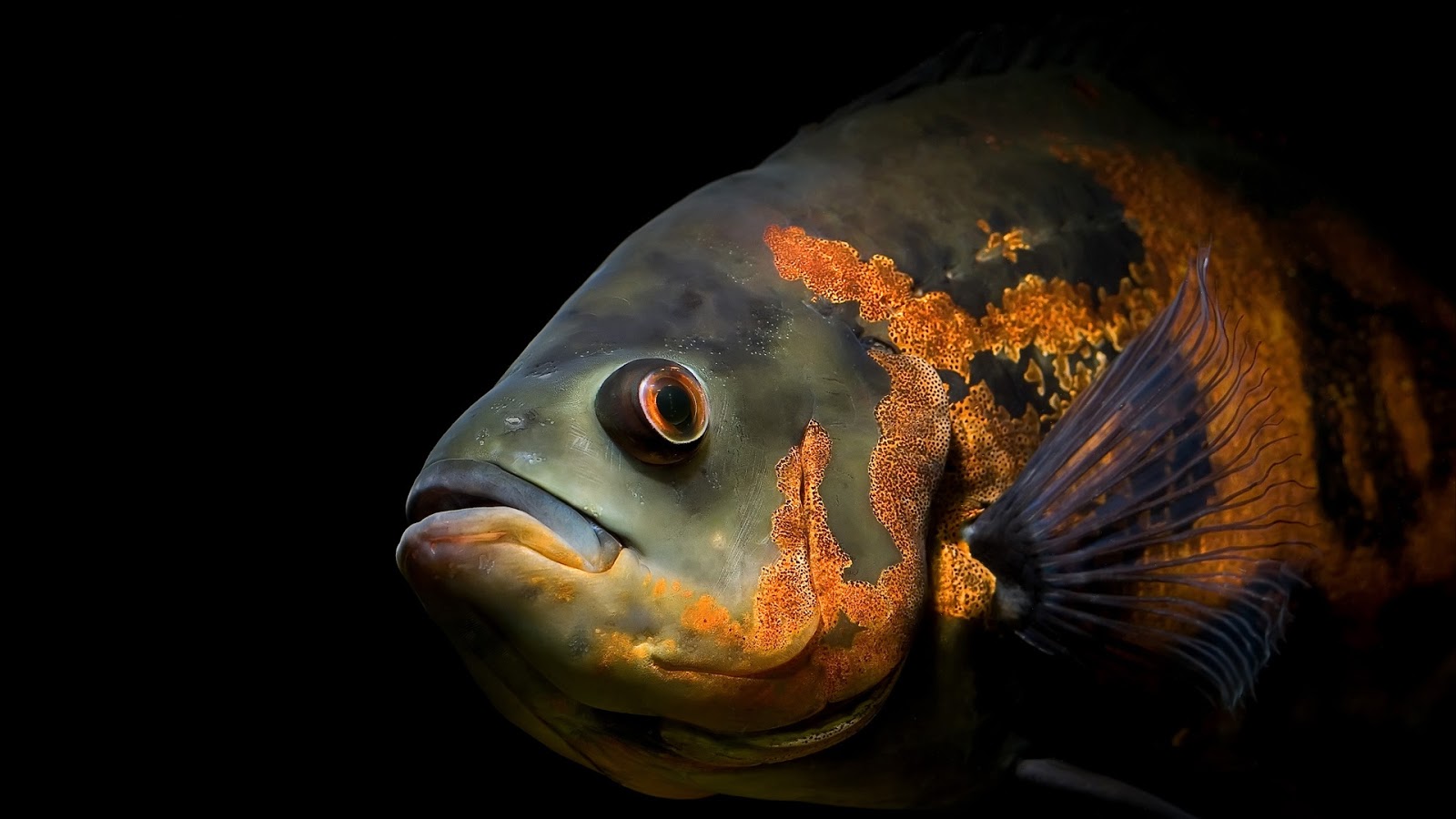 Carp Fish - Oscar Fish - HD Wallpaper 