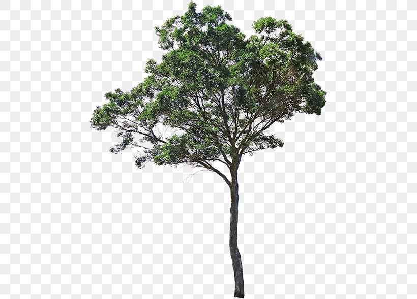 Plants Image Tree Desktop Wallpaper Idea, Png, 469x589px, - HD Wallpaper 