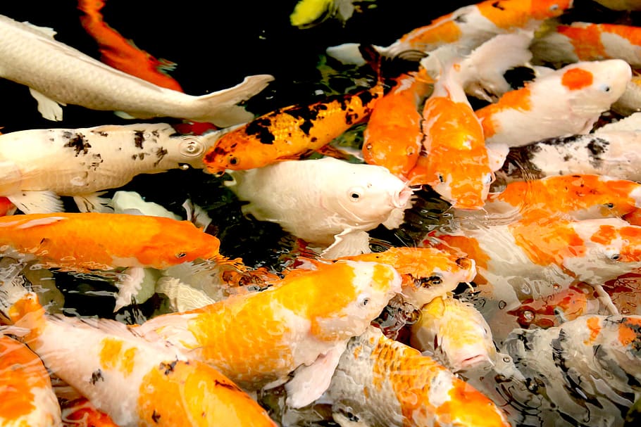 Animal, Fish, Carp, Koi, Water, Nature, Pond, Orange, - Koi - HD Wallpaper 