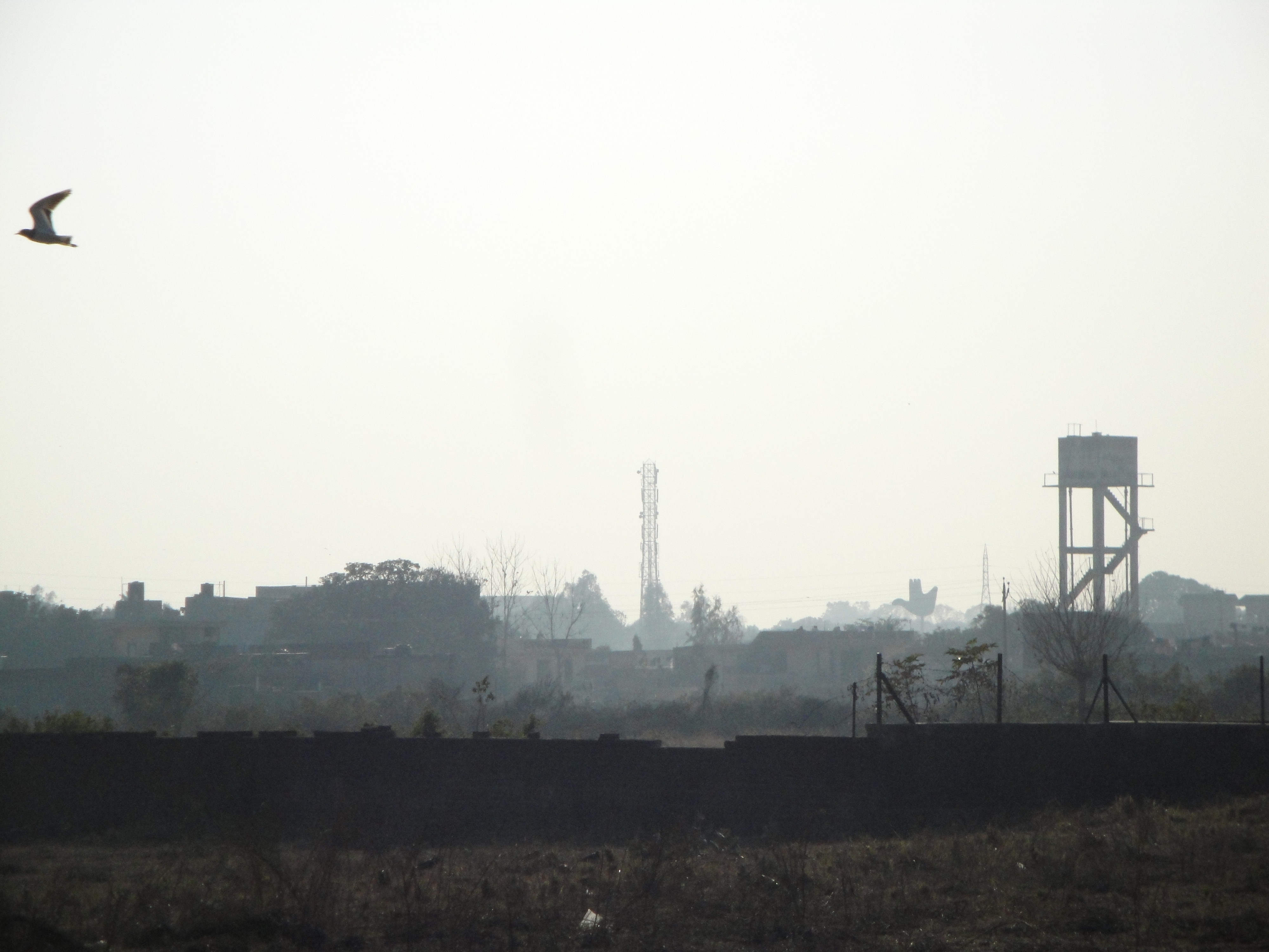 Seabird - HD Wallpaper 