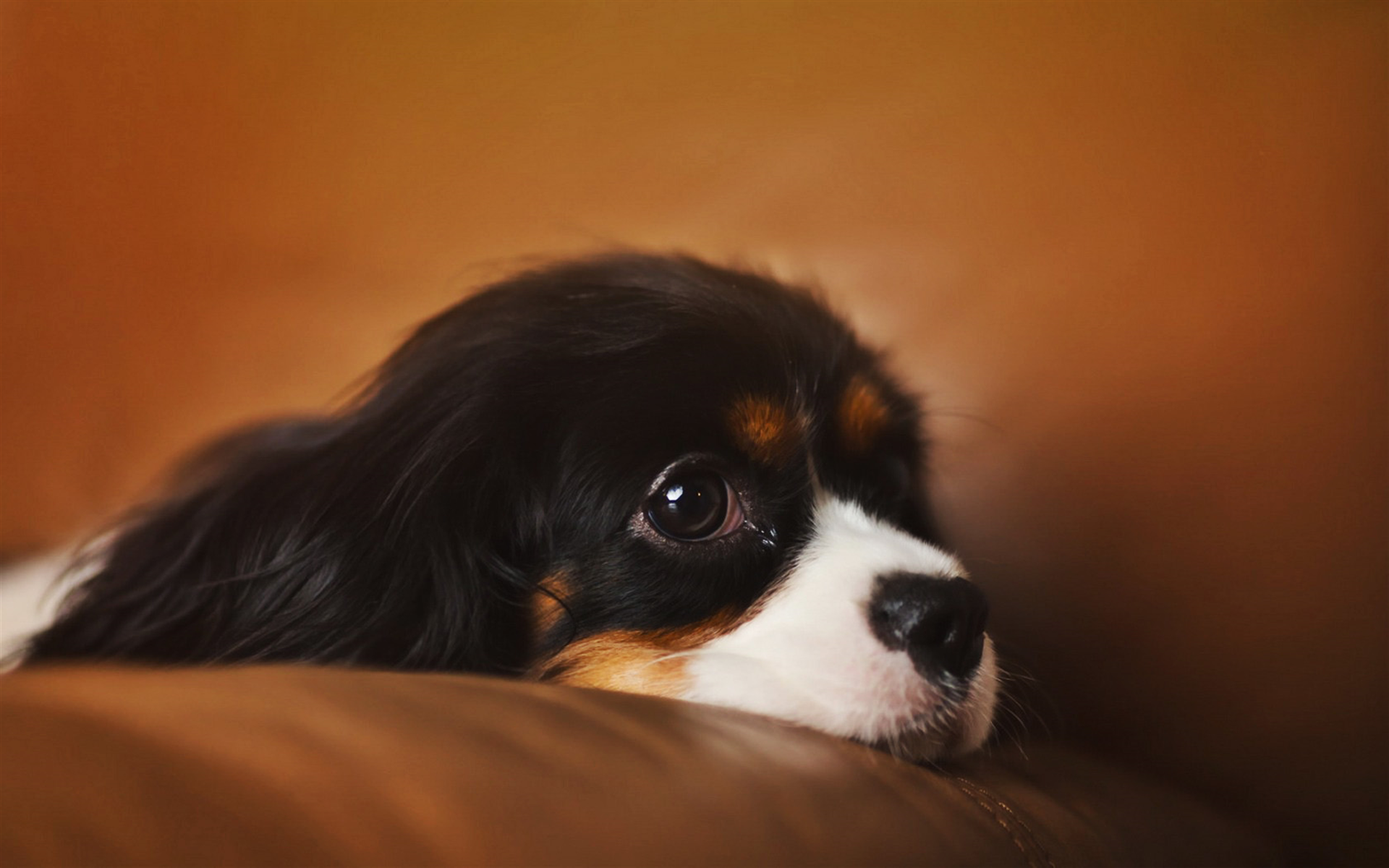 Cavalier King Charles Spaniel, Puppy, Bokeh, Pets, - Cavalier King Charles Spaniel - HD Wallpaper 