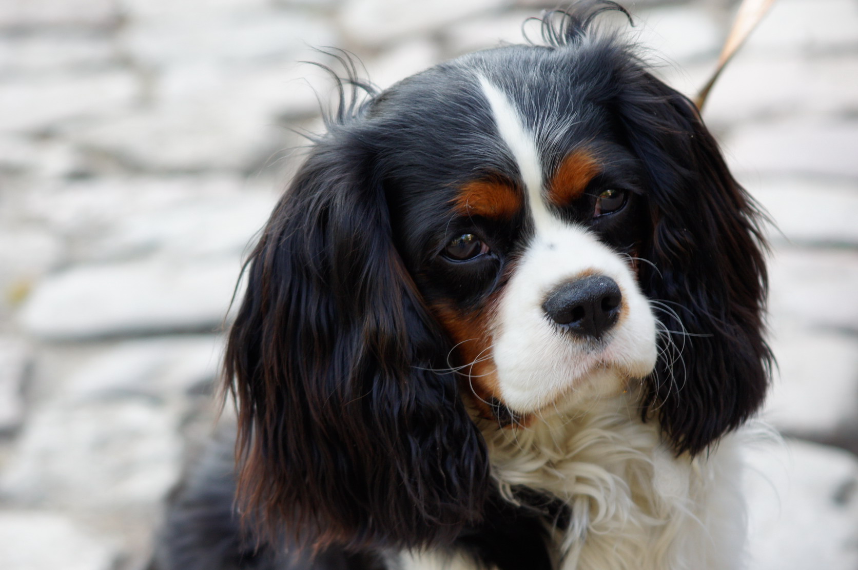 King Charles Spaniel Backgrounds On Wallpapers Vista - Cavalier King Charles Spaniel - HD Wallpaper 