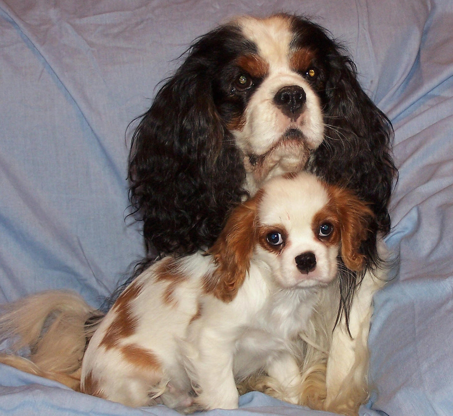 King Charles Spaniel With Her Baby Wallpaper - Baby King Chaes Spaniel - HD Wallpaper 