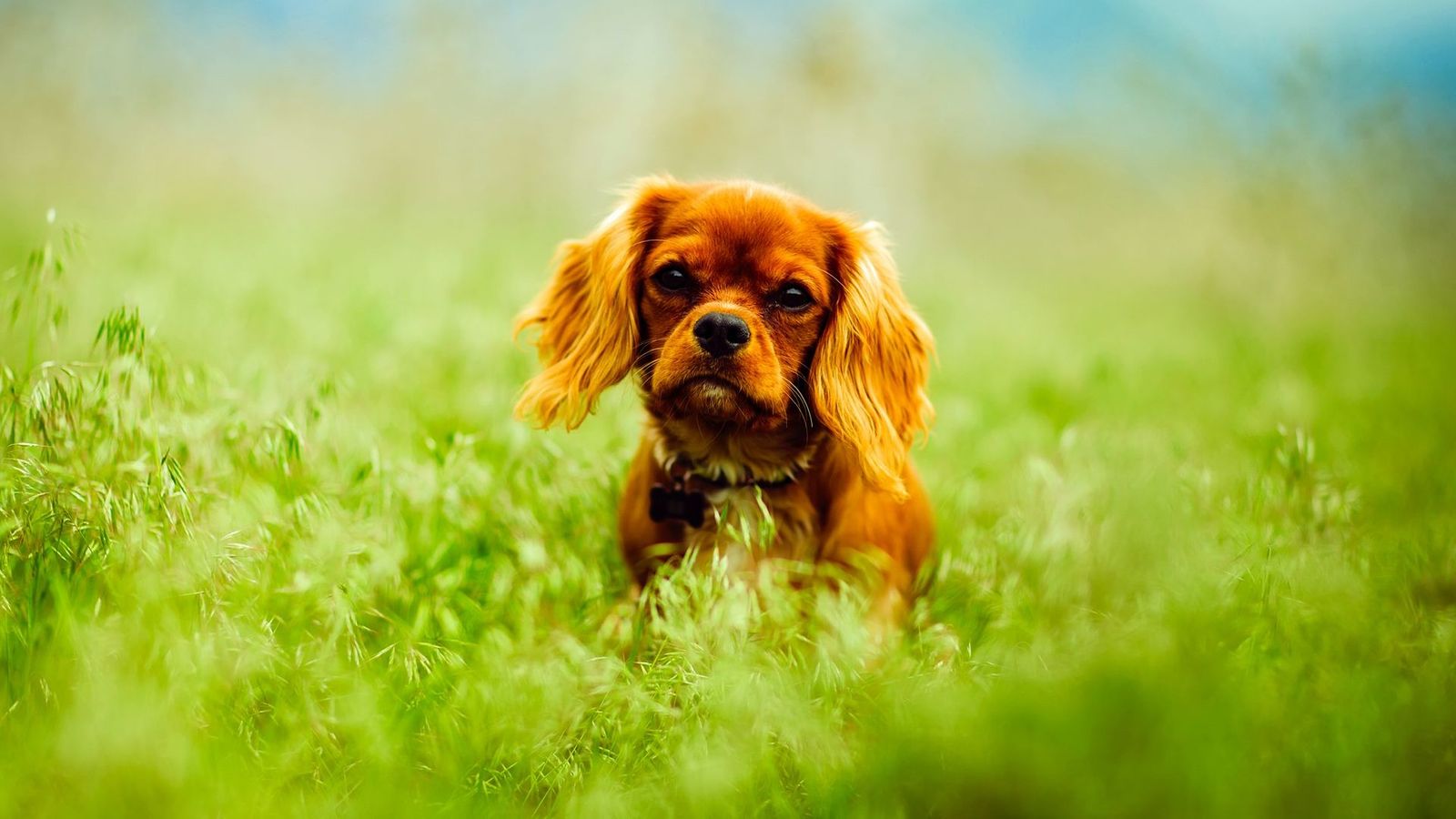 Brown Cute Puppy In Meadow - HD Wallpaper 