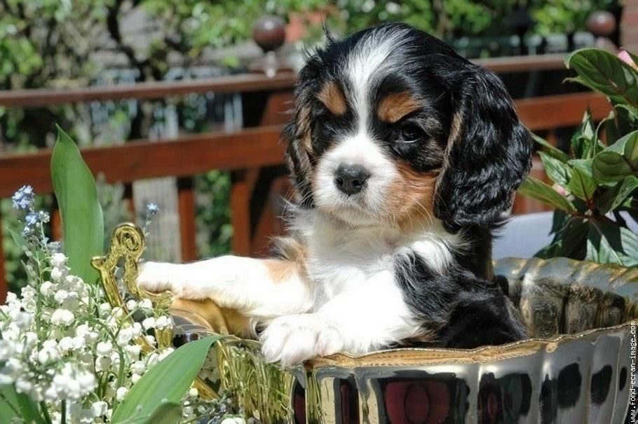 Charles Spaniel Dog Desktop - HD Wallpaper 