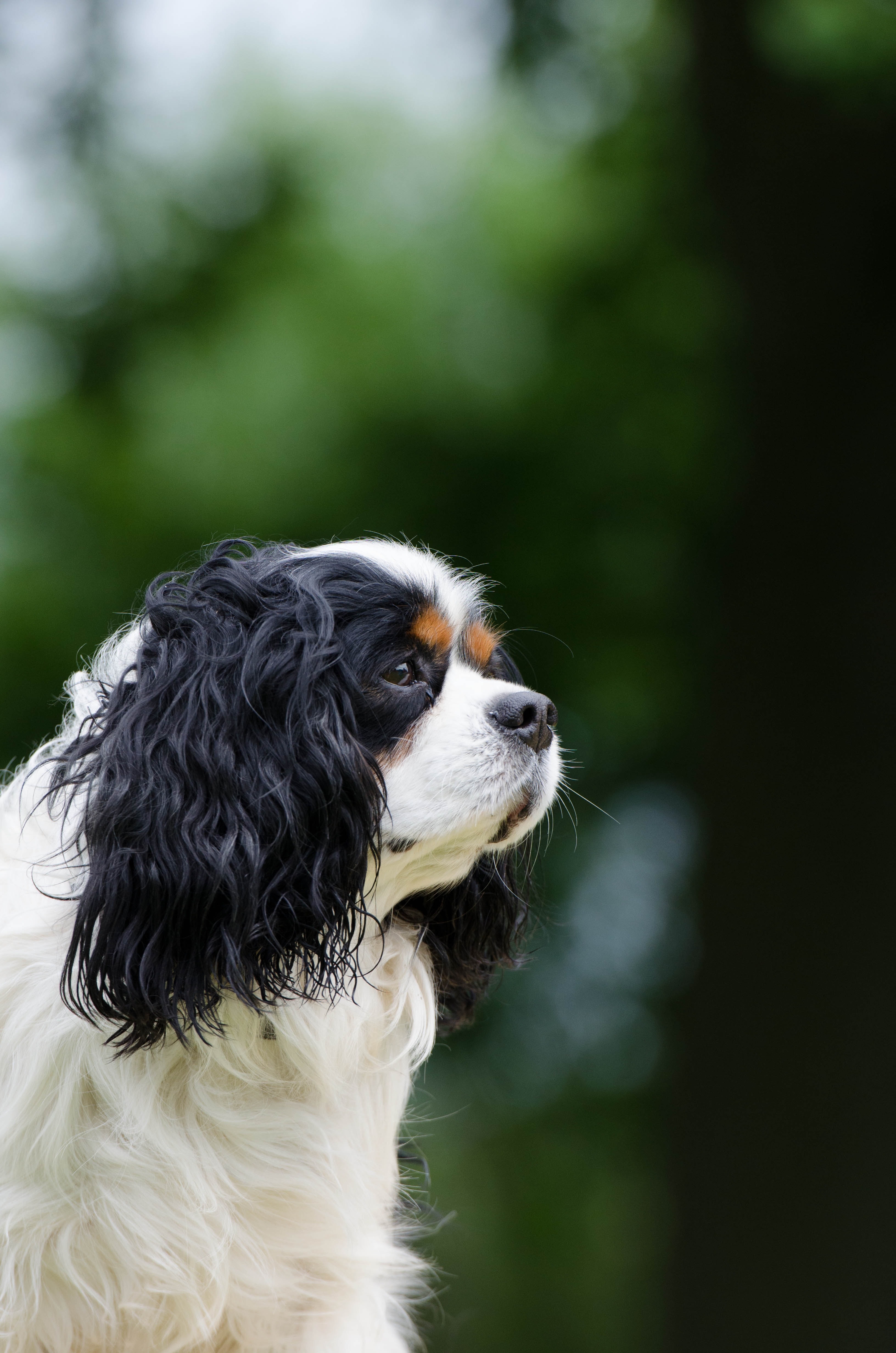 Cavalier King Charles Spaniel Wallpaper - 3264x4928 Wallpaper - teahub.io