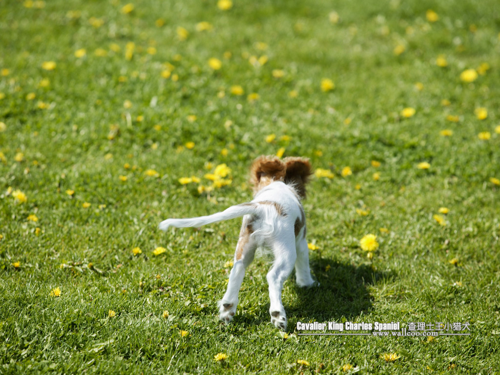 Cavalier King Charles Spaniel Puppy Wallpaper 1024*768 - 小 猫 图片 - HD Wallpaper 