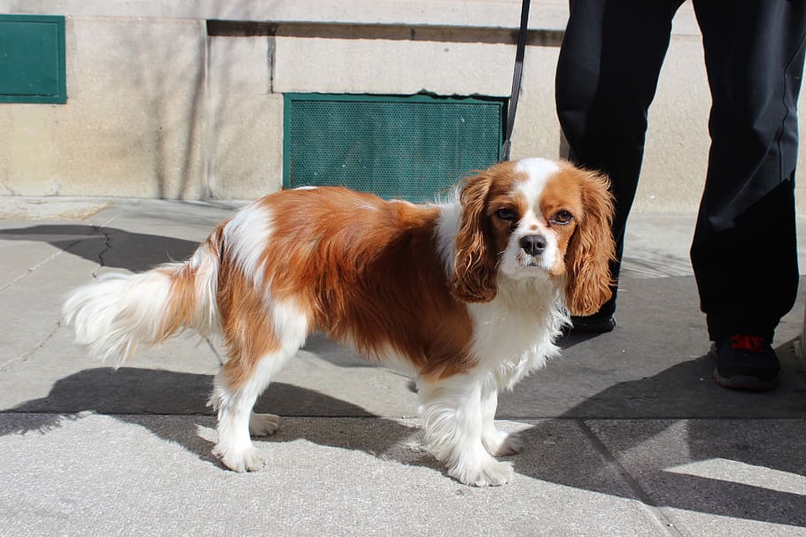 Slovenia, Ljubljana, Cute, Snout, Best Friend, Ginger, - HD Wallpaper 