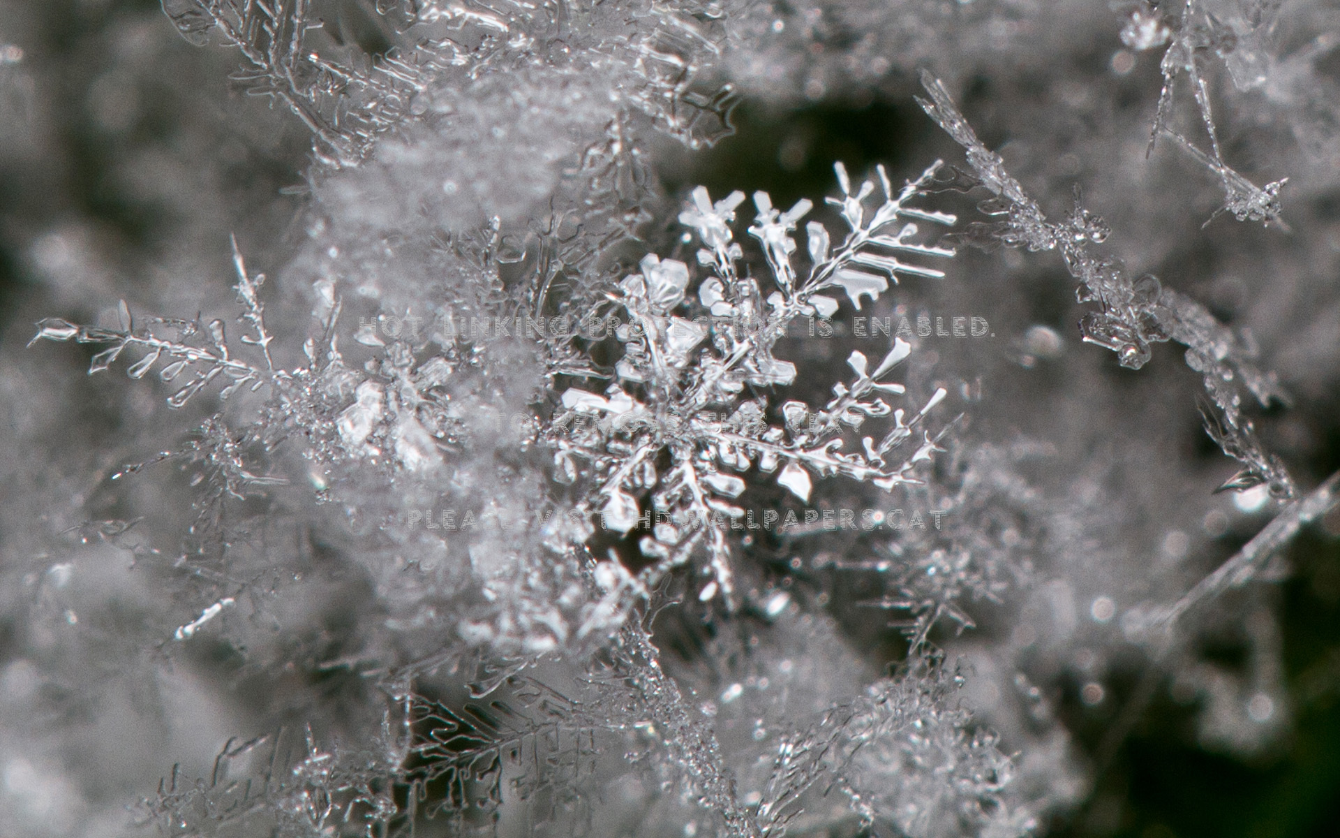 Cristal De Gelo Preto Branco Foto Nature - Copos De Nieve Con Hielo - HD Wallpaper 
