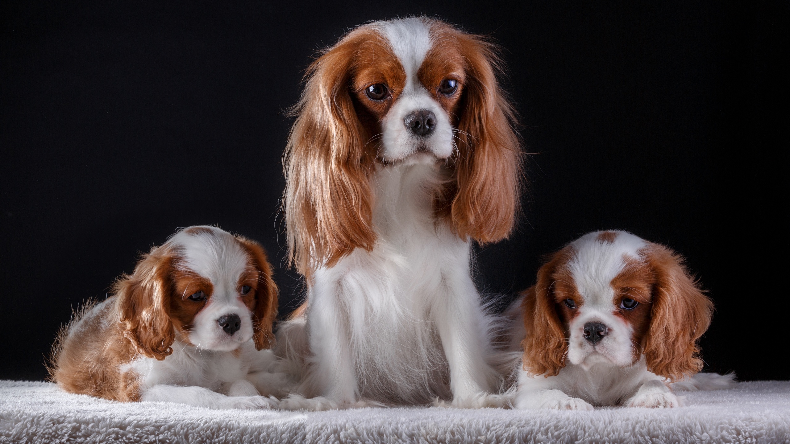 Spaniel - HD Wallpaper 