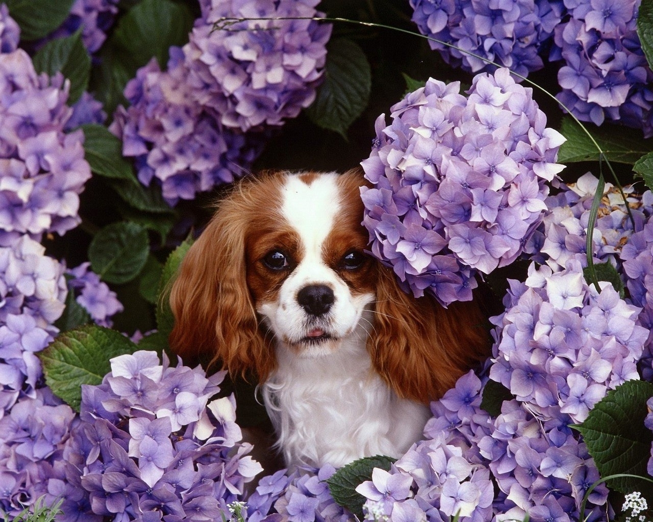 Dogs And Hydrangeas - 1280x1024 Wallpaper - teahub.io