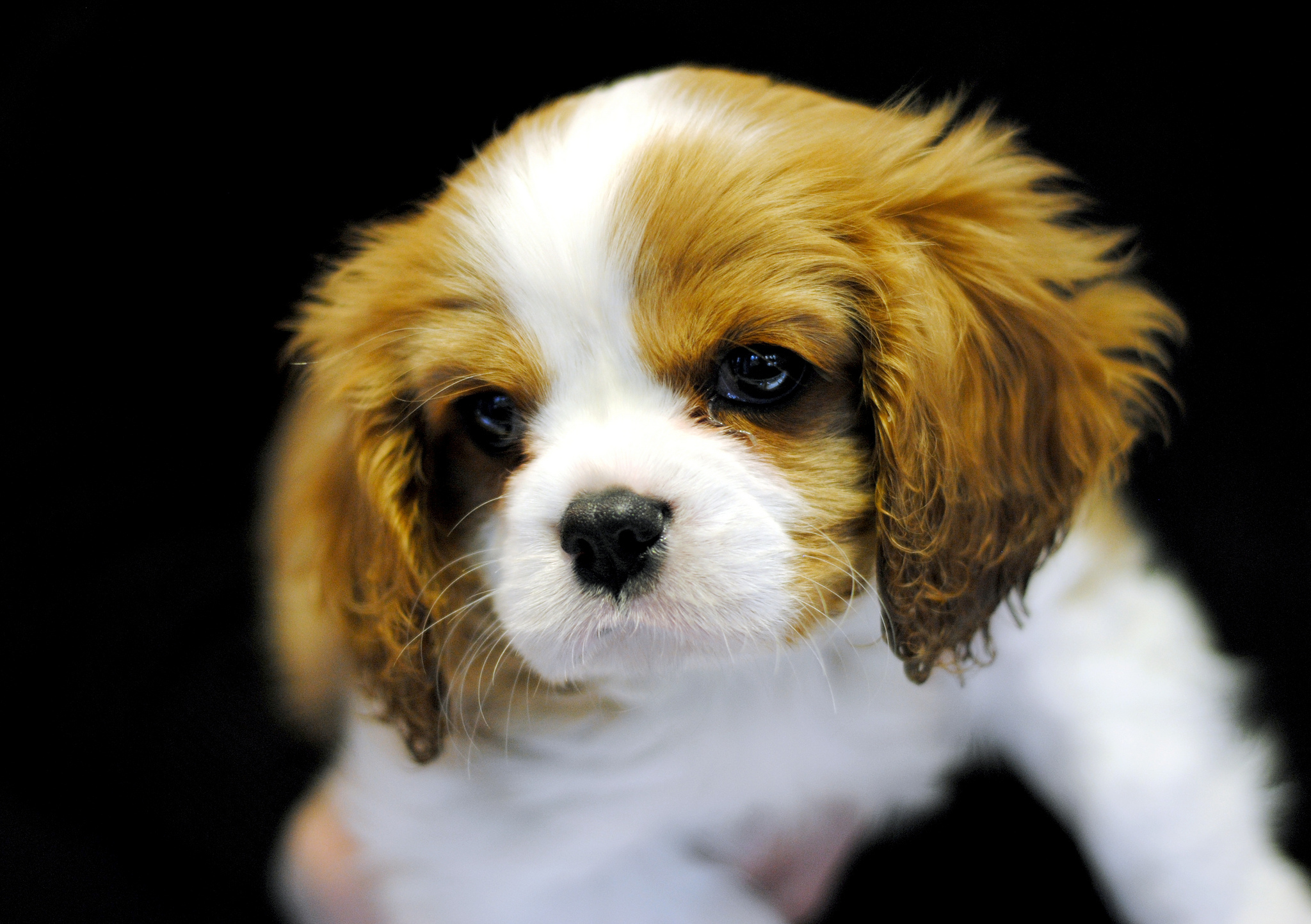 Cute Puppy Cavalier King Charles Spaniel Wallpapers - Cavalier King Charles Spaniel - HD Wallpaper 