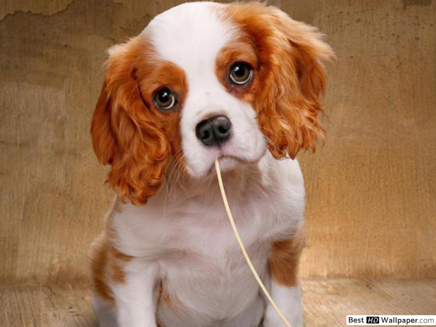 Italy Dog Funny - HD Wallpaper 