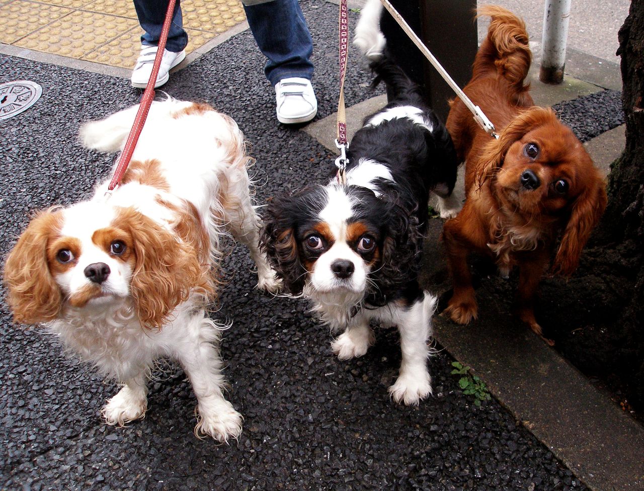 Three King Charles Spaniel Dogs Wallpaper - Ruby Cavalier King Charles Spaniel - HD Wallpaper 