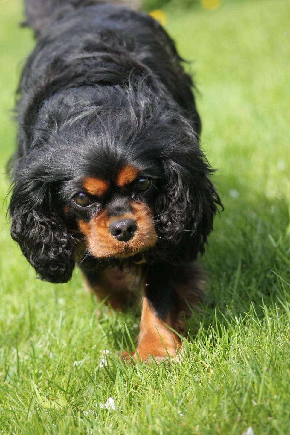 Black And Tan English Toy Spaniel Preview - Cute Dog King Charles Cavalier - HD Wallpaper 